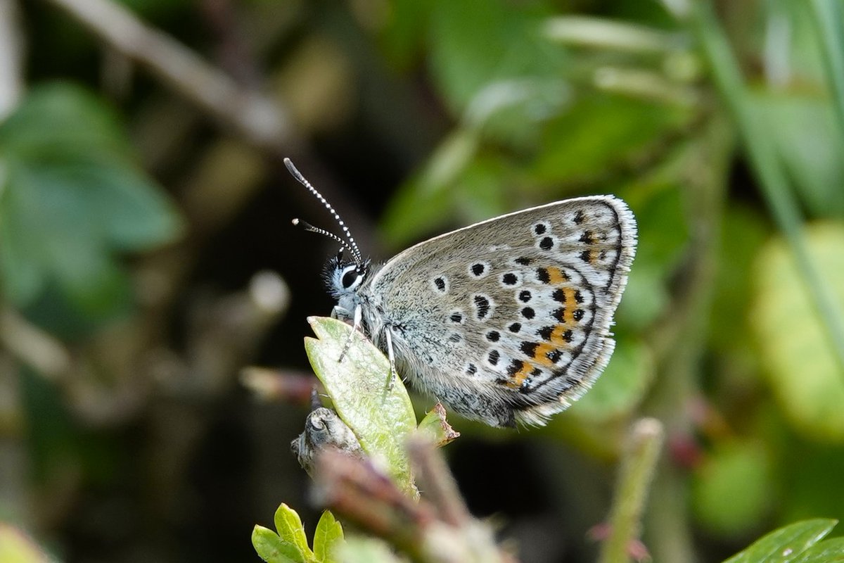 Janice Sutton tweet media