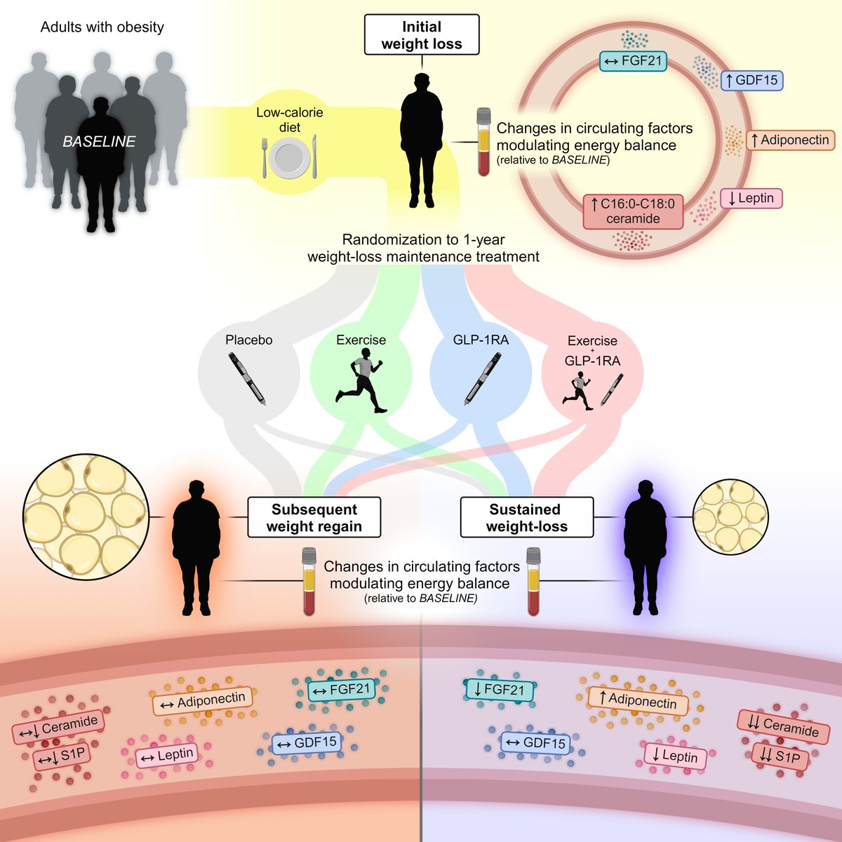 Matteo Fiorenza (@matteo_fiorenza) on Twitter photo Weight-loss maintenance is accompanied by interconnected alterations in circulating FGF21-adiponectin-leptin and bioactive sphingolipids
rb.gy/x71tcl
Our latest study published <a href="/CellRepMed/">Cell Reports Medicine</a>
Great collaboration between <a href="/CTMetabUCPH/">Clinical Translational Metabolism | UCPH</a> @BiomedUCPH <a href="/karolinskainst/">Karolinska Institutet</a> Weight-loss maintenance is accompanied by interconnected alterations in circulating FGF21-adiponectin-leptin and bioactive sphingolipids
rb.gy/x71tcl
Our latest study published <a href="/CellRepMed/">Cell Reports Medicine</a>
Great collaboration between <a href="/CTMetabUCPH/">Clinical Translational Metabolism | UCPH</a> @BiomedUCPH <a href="/karolinskainst/">Karolinska Institutet</a>