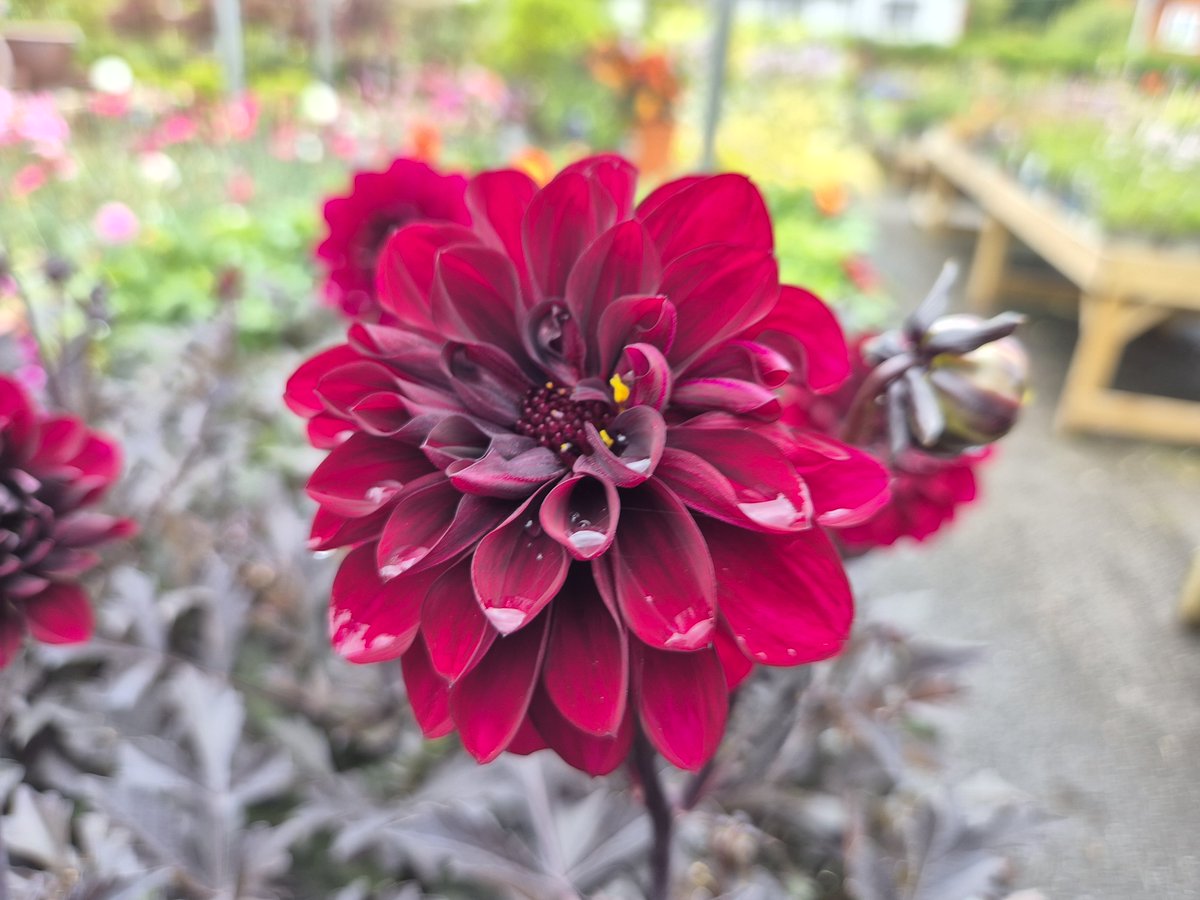 Port Sunlight Garden Centre tweet media