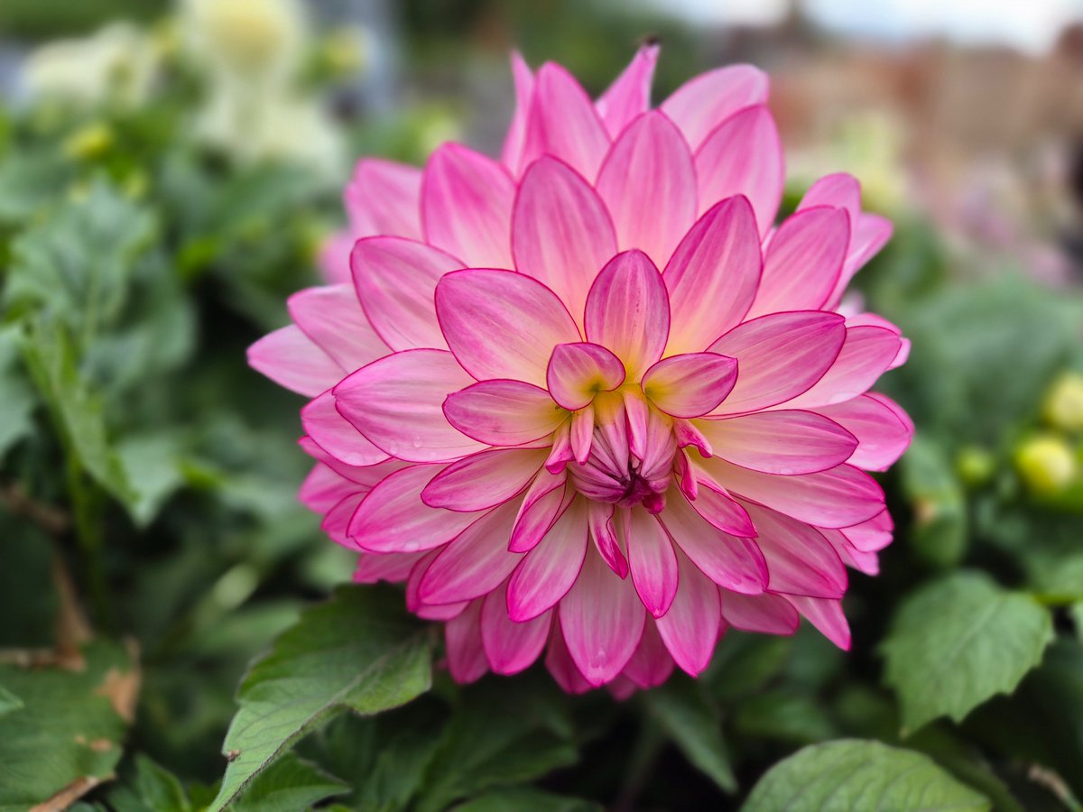 Port Sunlight Garden Centre tweet media