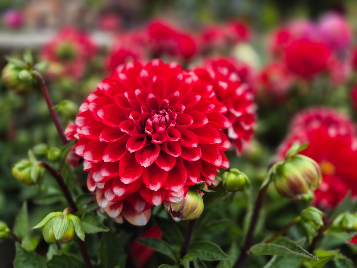 Port Sunlight Garden Centre tweet media