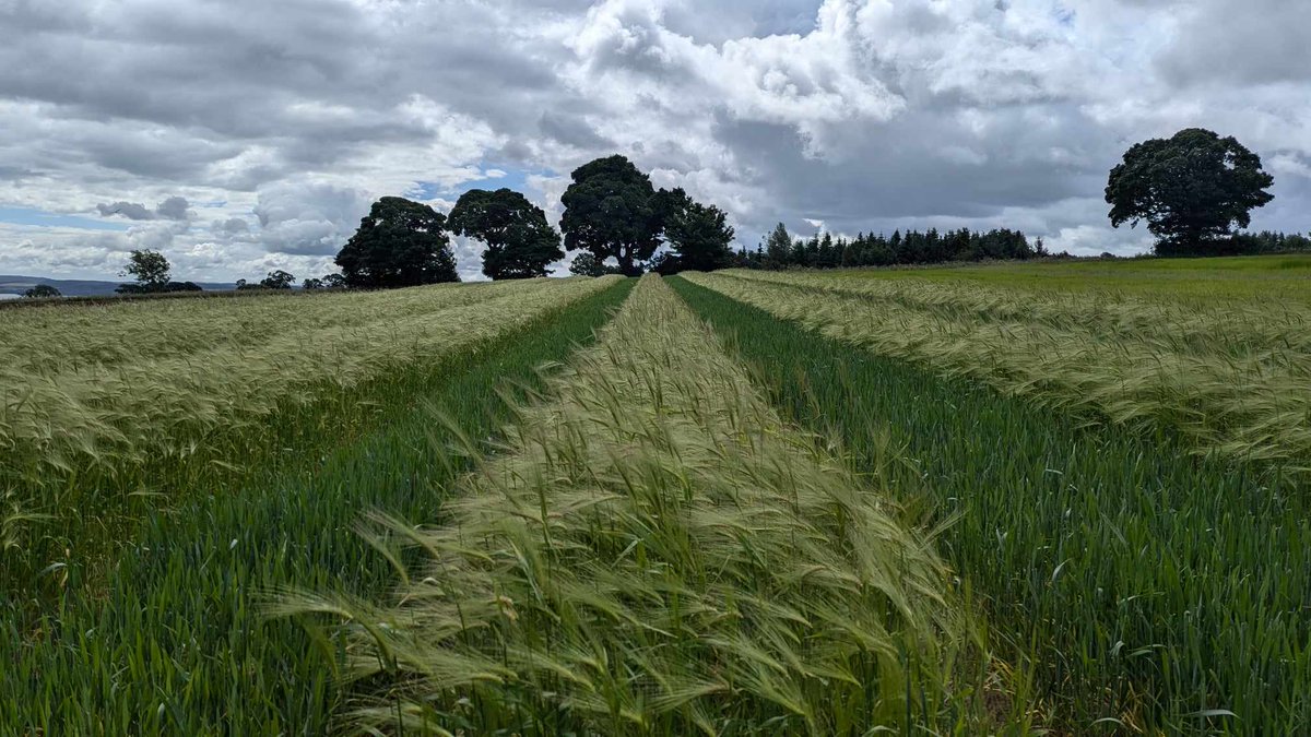 PlantEcoHutton (@plantecohutton) on Twitter photo We attended <a href="/ArableScotland/">Arable Scotland</a> at Balruddery Farm, where farmers were able to see a range of demonstrations on the latest science regarding sustainable agriculture
<a href="/JamesHuttonInst/">James Hutton Institute</a> <a href="/IntBarleyHub/">International Barley Hub</a>
#ArableScotland24 We attended <a href="/ArableScotland/">Arable Scotland</a> at Balruddery Farm, where farmers were able to see a range of demonstrations on the latest science regarding sustainable agriculture
<a href="/JamesHuttonInst/">James Hutton Institute</a> <a href="/IntBarleyHub/">International Barley Hub</a>
#ArableScotland24