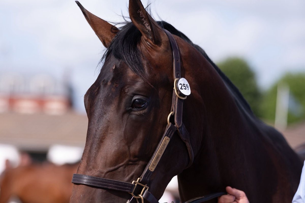 Benaroussi_S's tweet photo. ♦️ New addition at @InfoArqana as we had the pleasure to buy ANGE DU MESNIL offered by @TCC_AcfEquin. This sculptural son of @haraslahetraie #Kapgarde hails from a strong Devin family &amp; is a half-brother to our very own MOUNT ANGEL entrusted to Donatien Sourdeau de Beauregard https://t.co/4gMPRWUU0m