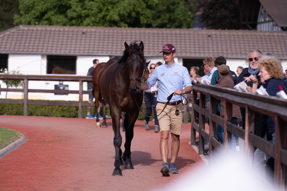 Benaroussi_S's tweet photo. ♦️ New addition at @InfoArqana as we had the pleasure to buy ANGE DU MESNIL offered by @TCC_AcfEquin. This sculptural son of @haraslahetraie #Kapgarde hails from a strong Devin family &amp; is a half-brother to our very own MOUNT ANGEL entrusted to Donatien Sourdeau de Beauregard https://t.co/4gMPRWUU0m