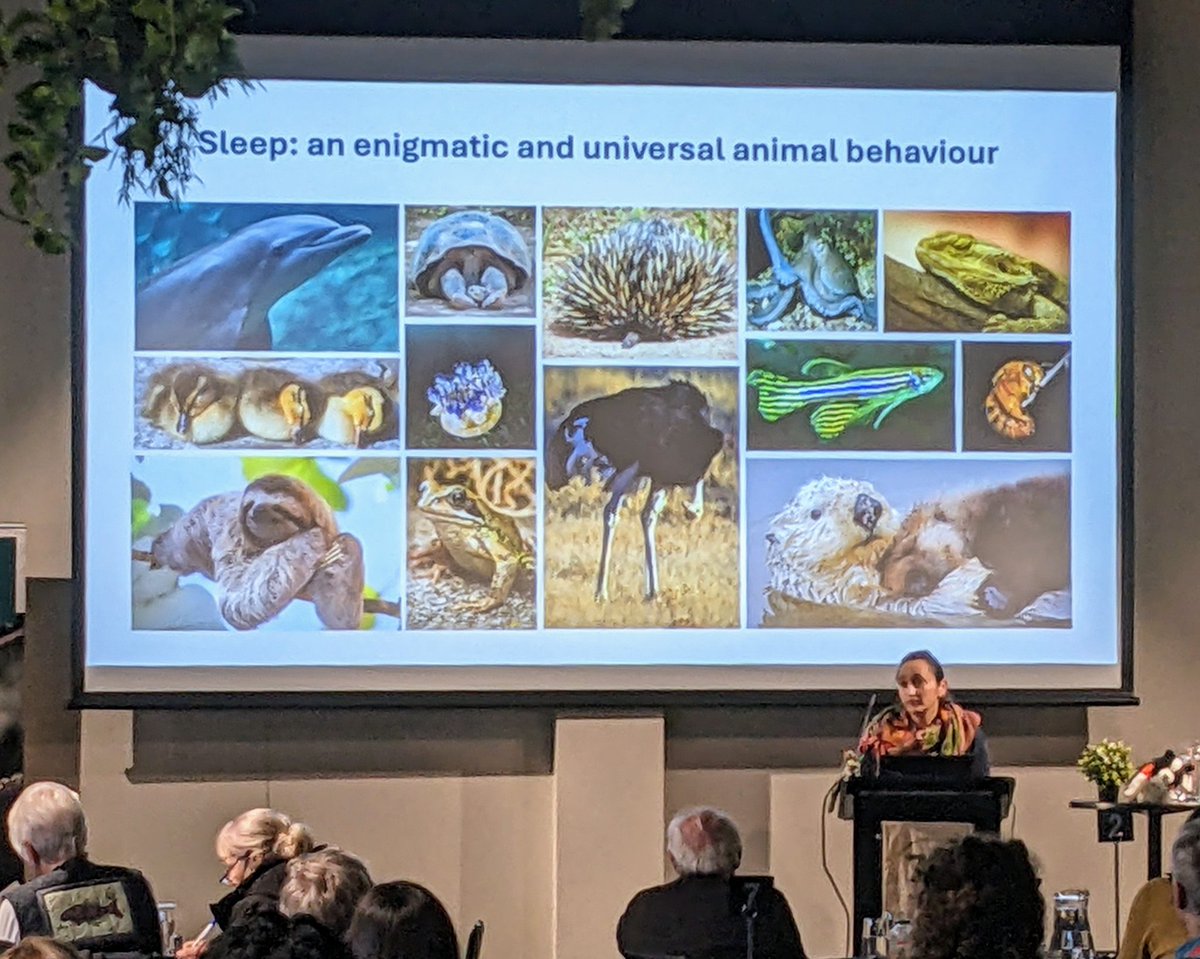 Kerry Fanson (@fansonkerry) on Twitter photo Great talk by <a href="/zaid_erika/">Erika Zaid</a> about how sleep changes during reproduction in antechinus!!
#AusMammSoc24 #WildEndo
<a href="/AusMammals/">The Australian Mammal Society</a> <a href="/LTUresearchers/">La Trobe Researchers</a> <a href="/SABE_latrobe/">La Trobe Agriculture, Biomedicine & Environment</a> Great talk by <a href="/zaid_erika/">Erika Zaid</a> about how sleep changes during reproduction in antechinus!!
#AusMammSoc24 #WildEndo
<a href="/AusMammals/">The Australian Mammal Society</a> <a href="/LTUresearchers/">La Trobe Researchers</a> <a href="/SABE_latrobe/">La Trobe Agriculture, Biomedicine & Environment</a>