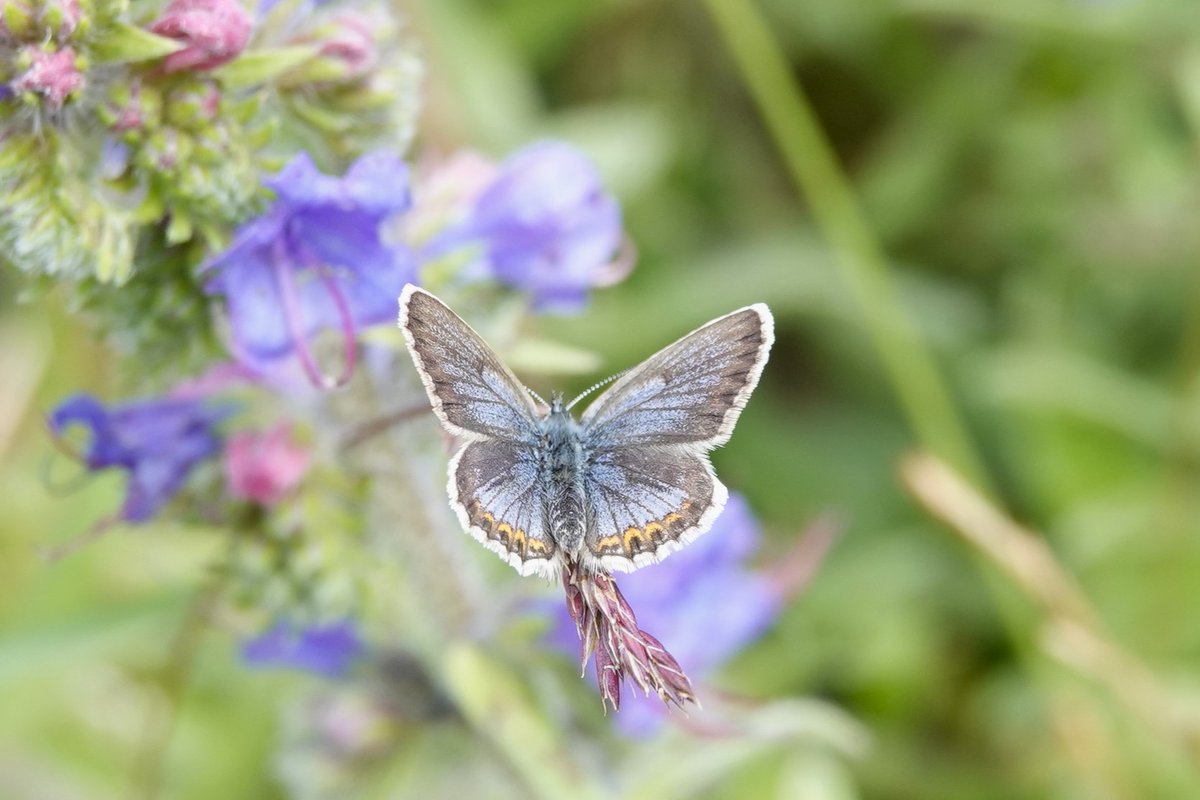 Janice Sutton tweet media