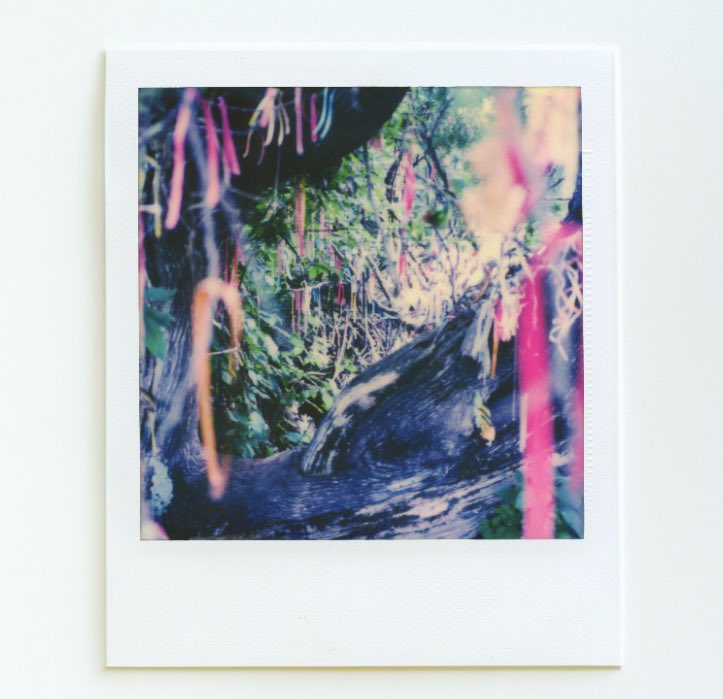 new album alert!! suuuuper hype to announce that I've got an album of new music, Virginia Bluebells, coming out July 13 on <a href="/tracedobjects/">Traced Objects</a> (link in bio)