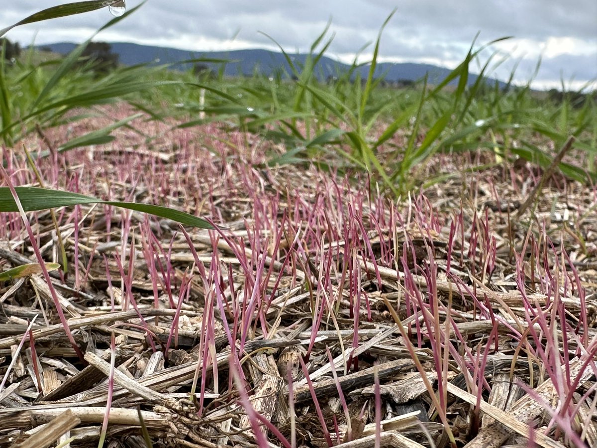 Grassroots Agronomy tweet media
