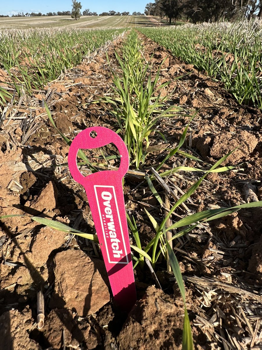 Grassroots Agronomy tweet media