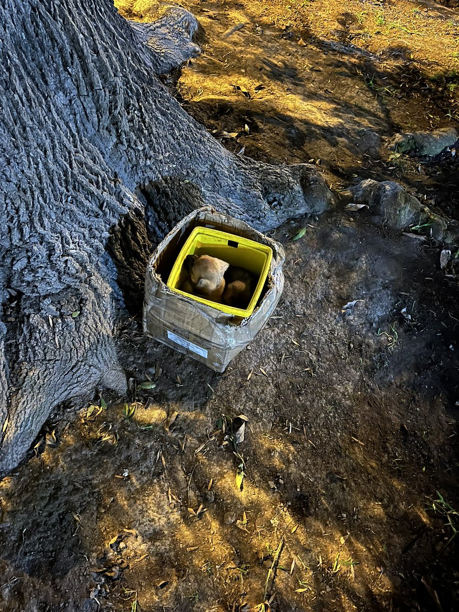 andreivalle's tweet photo. Estas hermanitas han sido abandonadas en una cajita en el parque Elías Aguirre - Lince, en pleno frío y lluvia 🥺. Deben tener 2 meses aprox, están sanitas y son súper cariñosas. 

Si alguien desea adoptarlas o darles hogar temporal, por favor escríbanme 🙏🏼❤️‍🩹 https://t.co/GX5CUMf6kW