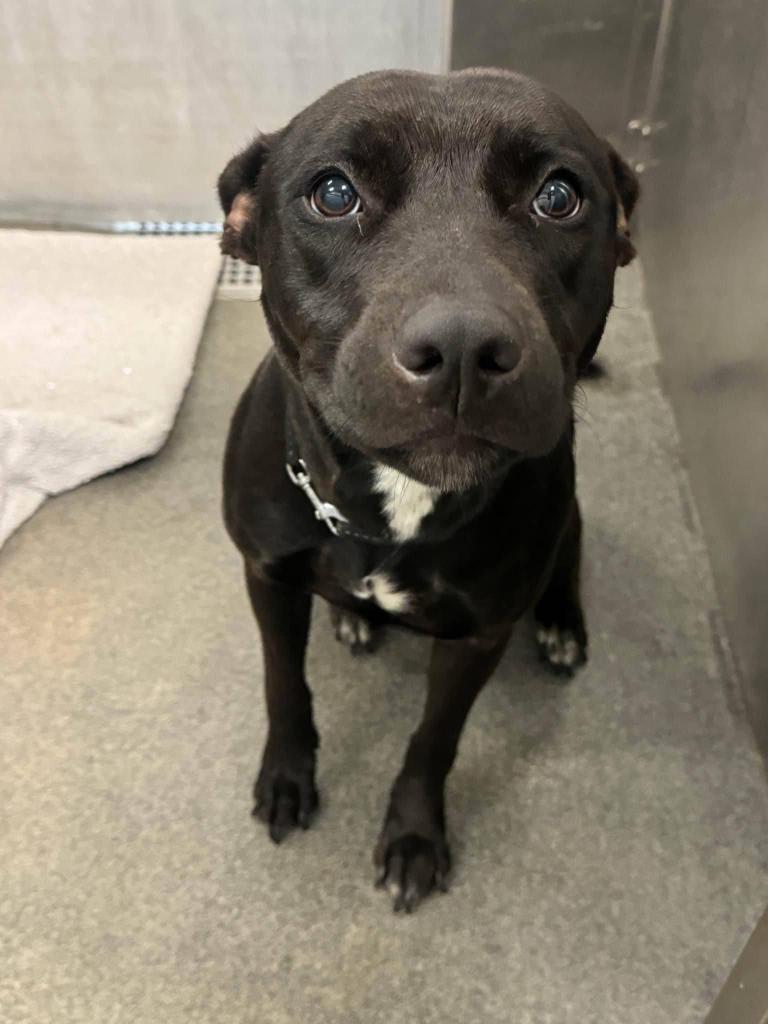 BROWNIE has received very little interest😭WE have to save wee BROWNIE #A1165060 1.5 yo,has injured paw. Just look at her little pleading face,so tender &amp; loving.All this baby wants is a chance to live &amp; b loved! PLZ #ADOPT #FOSTER or #PLEDGE to attract a rescue 🛟 #Dallas #TX