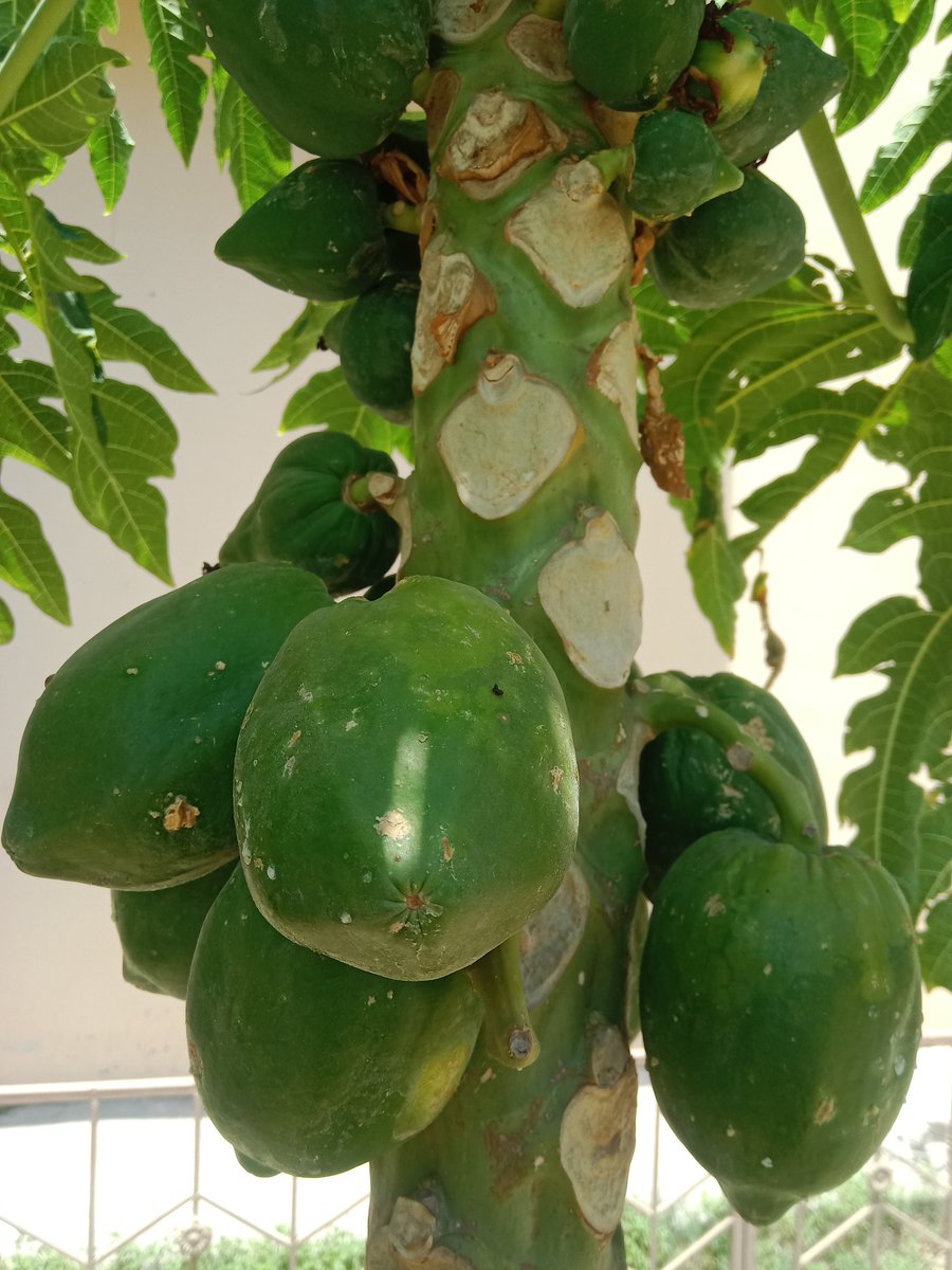 Let's see who identify this "fruit" first ! 🍠