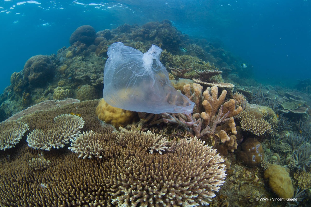 On this International Plastic Bag Free Day, let's commit to reducing our plastic footprint. ♻️🌱 

📸 Plastic bag on a coral reef, Tun Mustapha Marine Park, Malaysia. Plastic pollution in the oceans is nicknamed plastic soup. © WWF / Vincent Kneefel