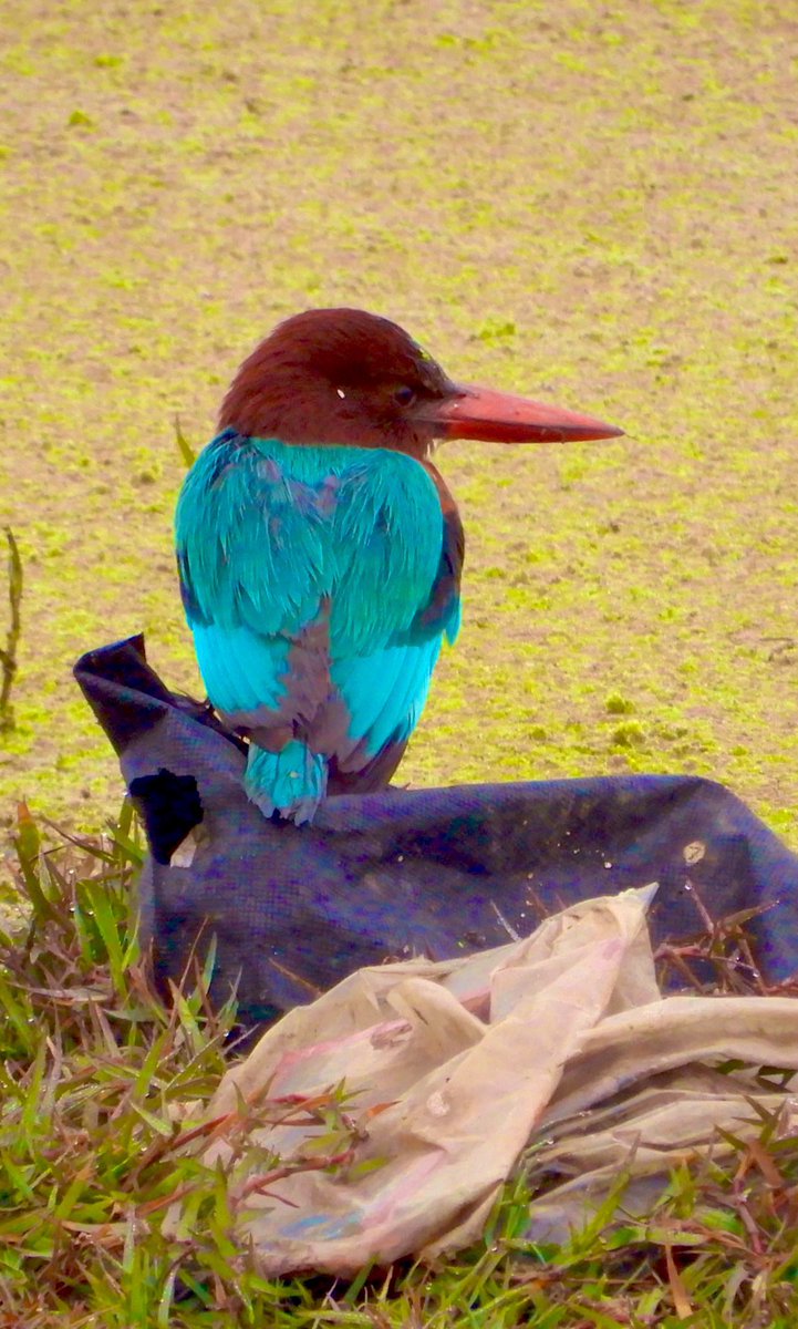 Nisha Rai Advocate (@nisharai_ggc) on Twitter photo #BeTheChange
Every little efforts counts
let’s together use sustainable #Bags to make our Everyday a #PlasticFreeDay
Message from my Avian Friends to Humans
#Birds
#InternationalPlasticBagFreeDay
#IndiAves
#CarryYourBags 🛍️
#saveEnvironment #SayNoToPlasti
<a href="/ParveenKaswan/">Parveen Kaswan, IFS</a> #BeTheChange
Every little efforts counts
let’s together use sustainable #Bags to make our Everyday a #PlasticFreeDay
Message from my Avian Friends to Humans
#Birds
#InternationalPlasticBagFreeDay
#IndiAves
#CarryYourBags 🛍️
#saveEnvironment #SayNoToPlasti
<a href="/ParveenKaswan/">Parveen Kaswan, IFS</a>