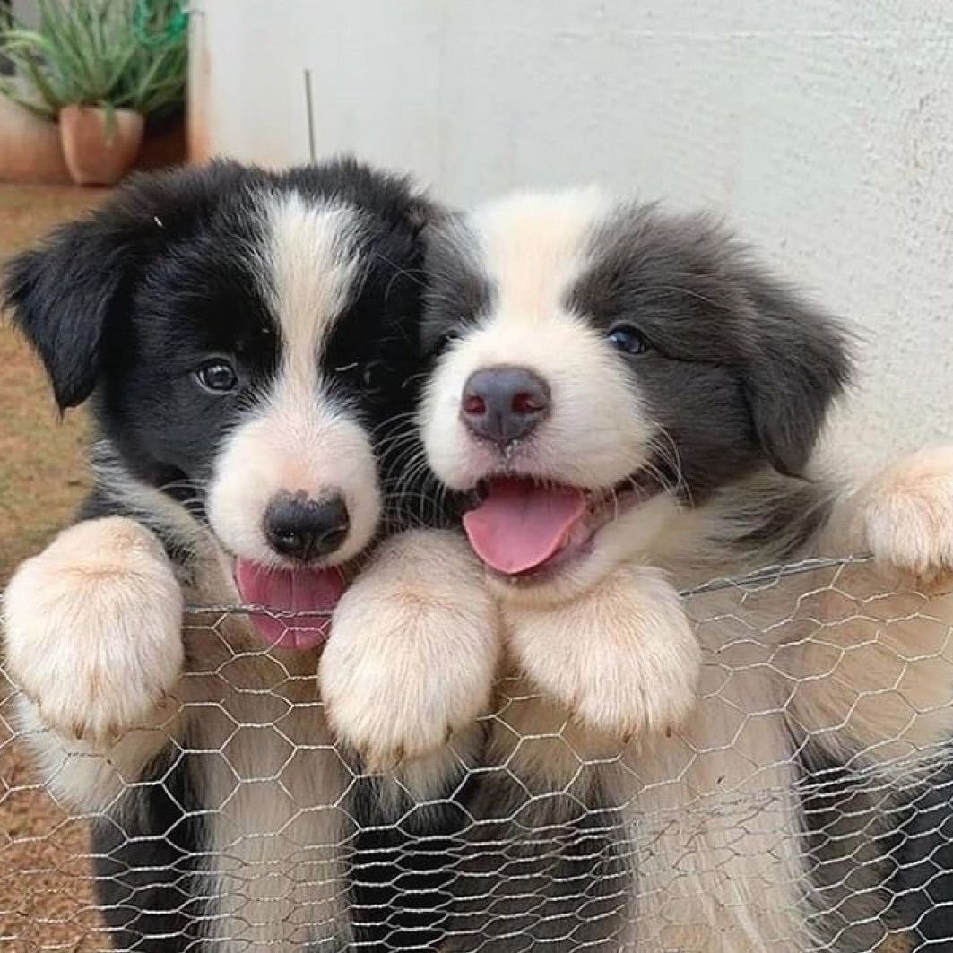 Cuties Puppies (@cutiespuppies) on Twitter photo 