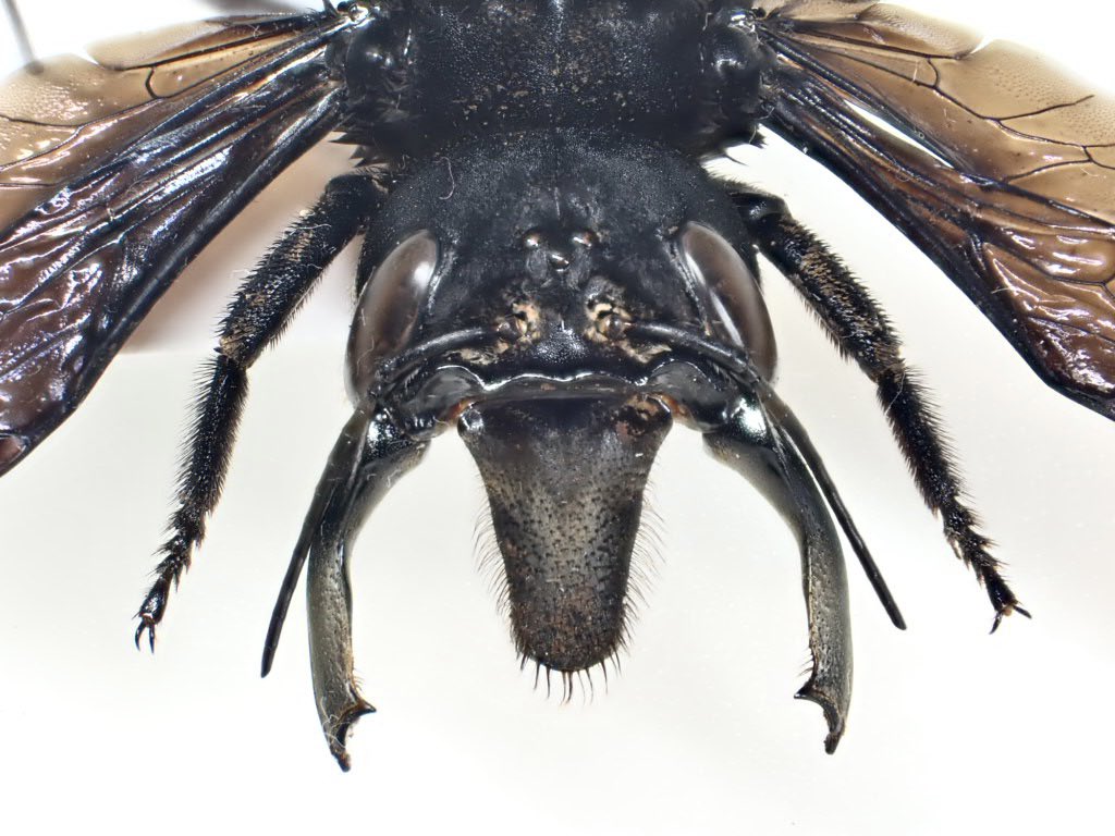 ウォレスズ・ジャイアント・ビーか！！ これはすごい。。 シルエットが