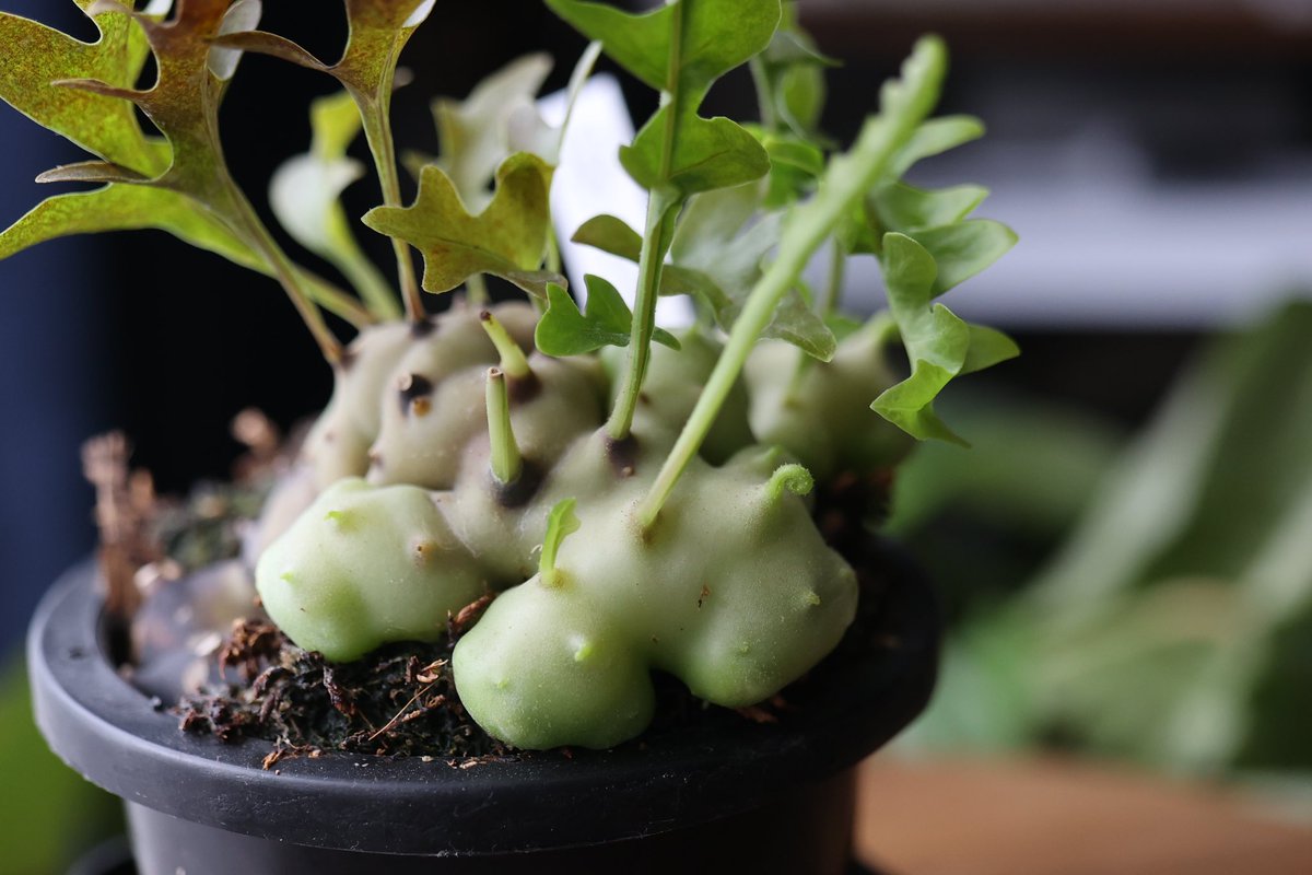 シダ系アリ植物、レカノプテリス・ルゾネンシス 実は以前レカノで失敗