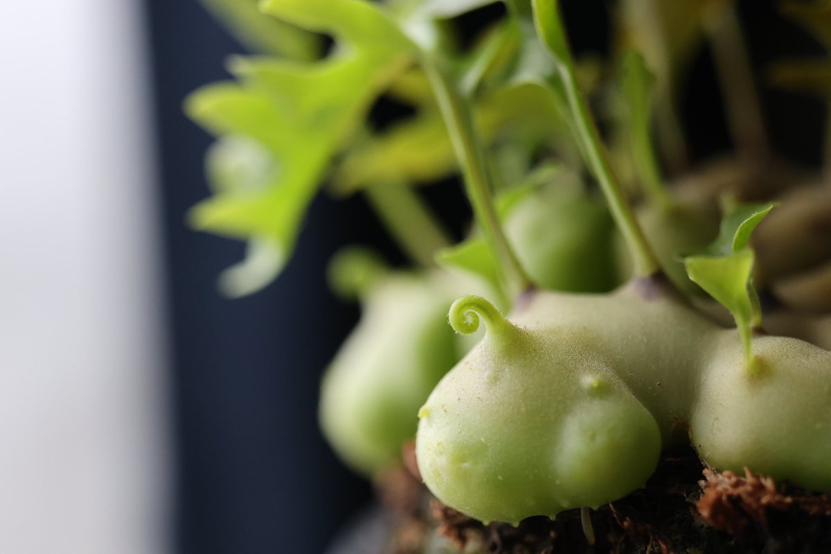 シダ系アリ植物、レカノプテリス・ルゾネンシス 実は以前レカノで失敗