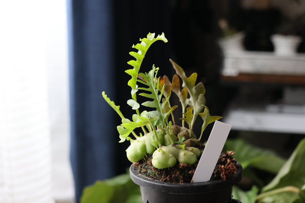 シダ系アリ植物、レカノプテリス・ルゾネンシス 実は以前レカノで失敗