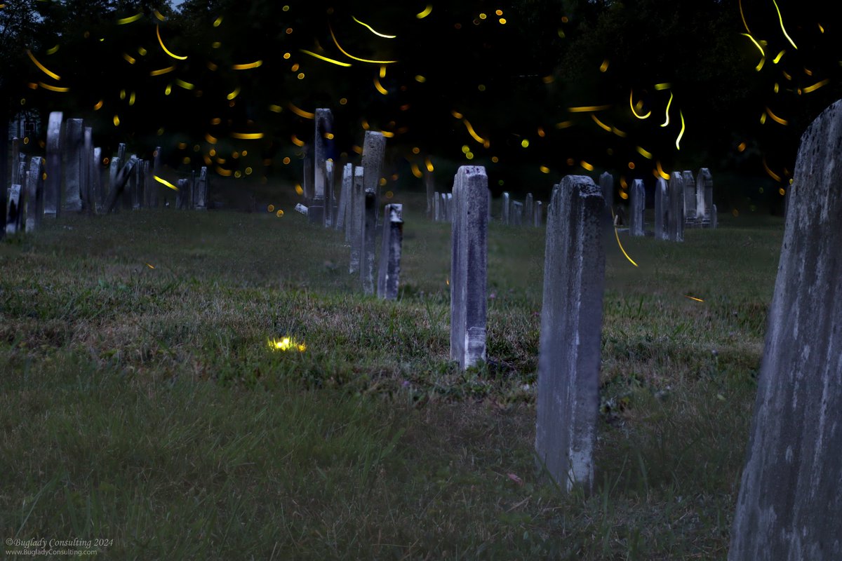 More fireflies tonight #fireflies #lightningbug #fireflymagic #Pennsylvania