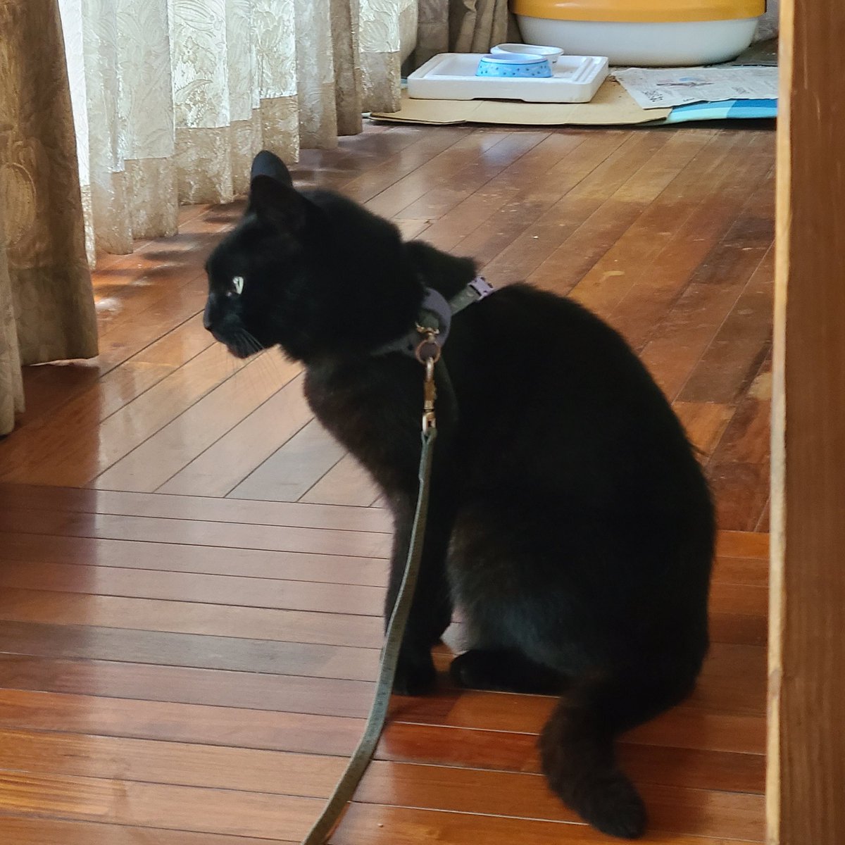 Kaoru0475's tweet photo. 親戚の家の黒猫が超可愛いから見てくれ https://t.co/9ax2AB1xIT