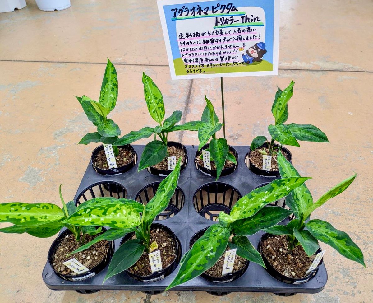 ガーデンセンター瑞穂店】 迷彩柄が美しく魅力的なアグラオネマ