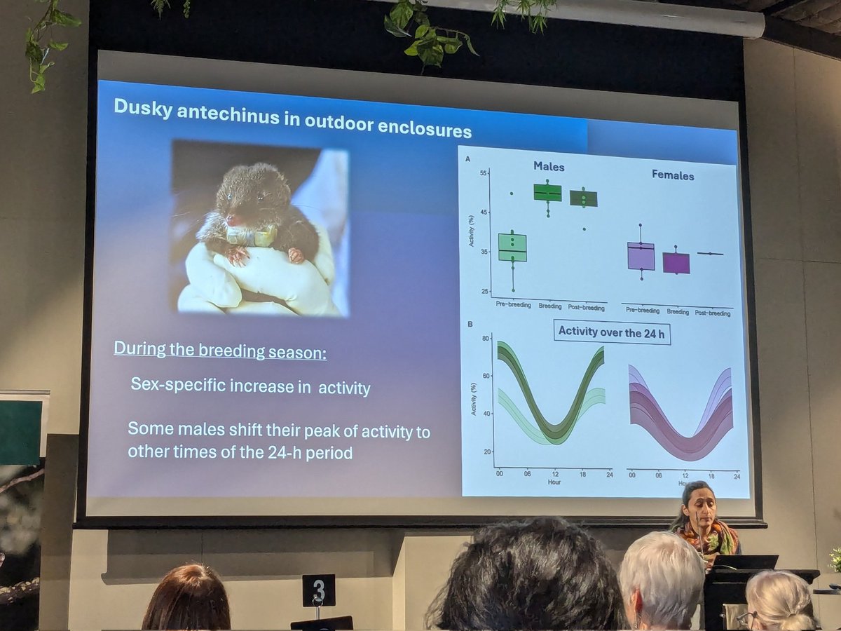 Natasha Tay (@ntay_) on Twitter photo <a href="/zaid_erika/">Erika Zaid</a> An amazing comprehensive study of sleep in semelparous antechinus using accelerometry, electrophysiology, endocrinology and metabolomics #AusMammSoc24 <a href="/AusMammals/">The Australian Mammal Society</a> <a href="/zaid_erika/">Erika Zaid</a> An amazing comprehensive study of sleep in semelparous antechinus using accelerometry, electrophysiology, endocrinology and metabolomics #AusMammSoc24 <a href="/AusMammals/">The Australian Mammal Society</a>