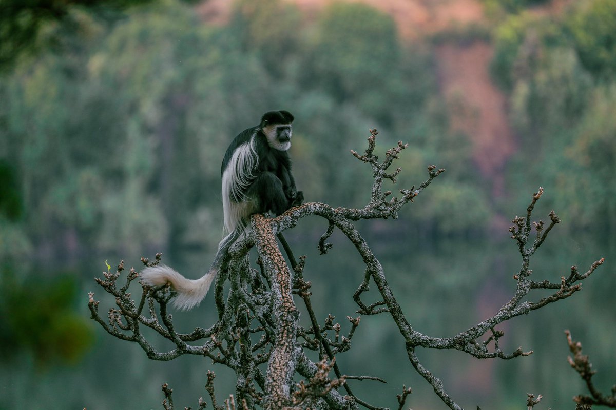 251Michael's tweet photo. “In the silence of solitude, the whispers of your soul become clear. “

Colobus Monkey, Lake Zengena
Year: January 2023

#Ethiopia #travel #photography #wildlife #ethiopianwildlife #Solitude #InnerPeace #travelethiopia #wildlifephotography #wilderness #safari #exploreethiopia https://t.co/z2GdIMp4VT