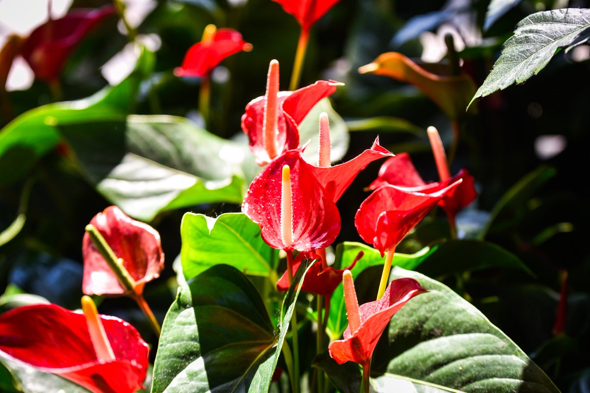 Domoreadventur2's tweet image. Come on ya&apos;ll.  If you like what you see let me take care of whatever photos you&apos;re wanting done next