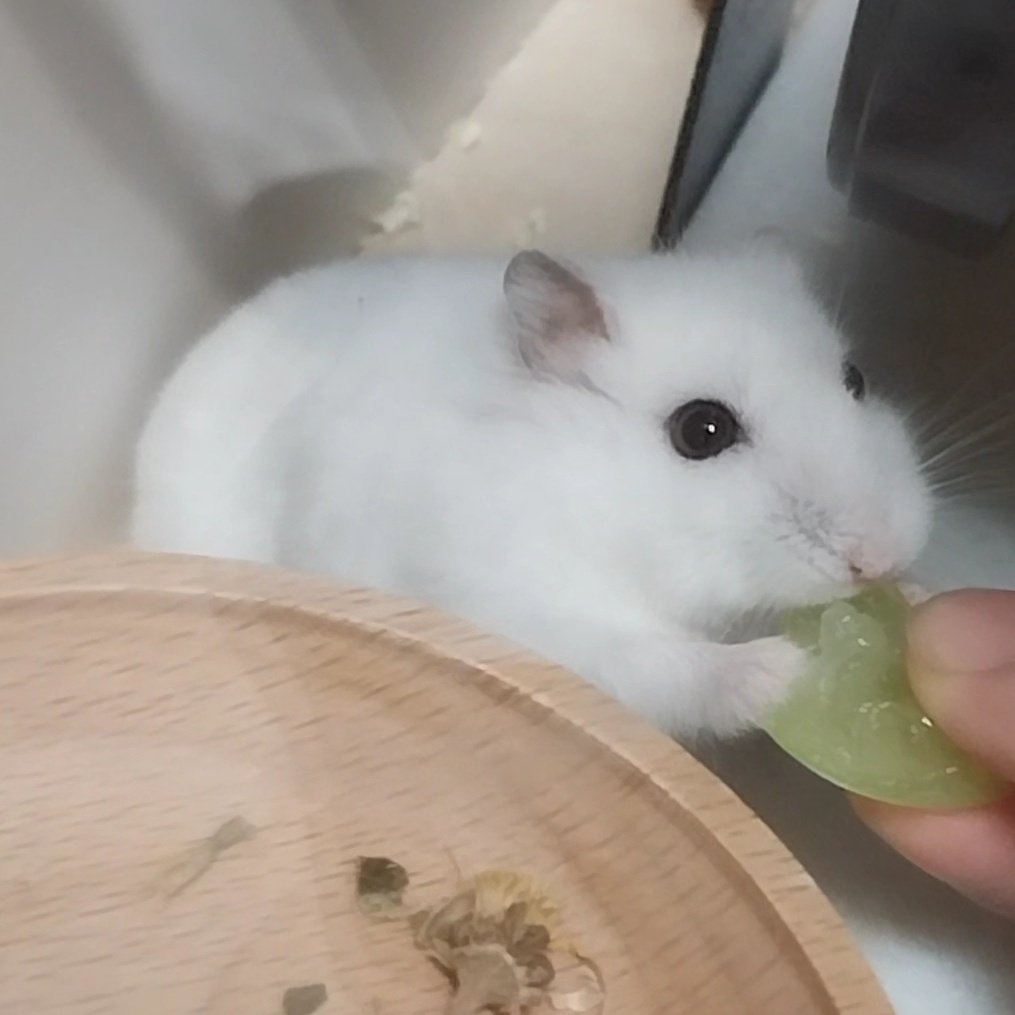 jo_eun90133's tweet photo. 포도먹는 아기조랭이 https://t.co/5eUMbPnfBR