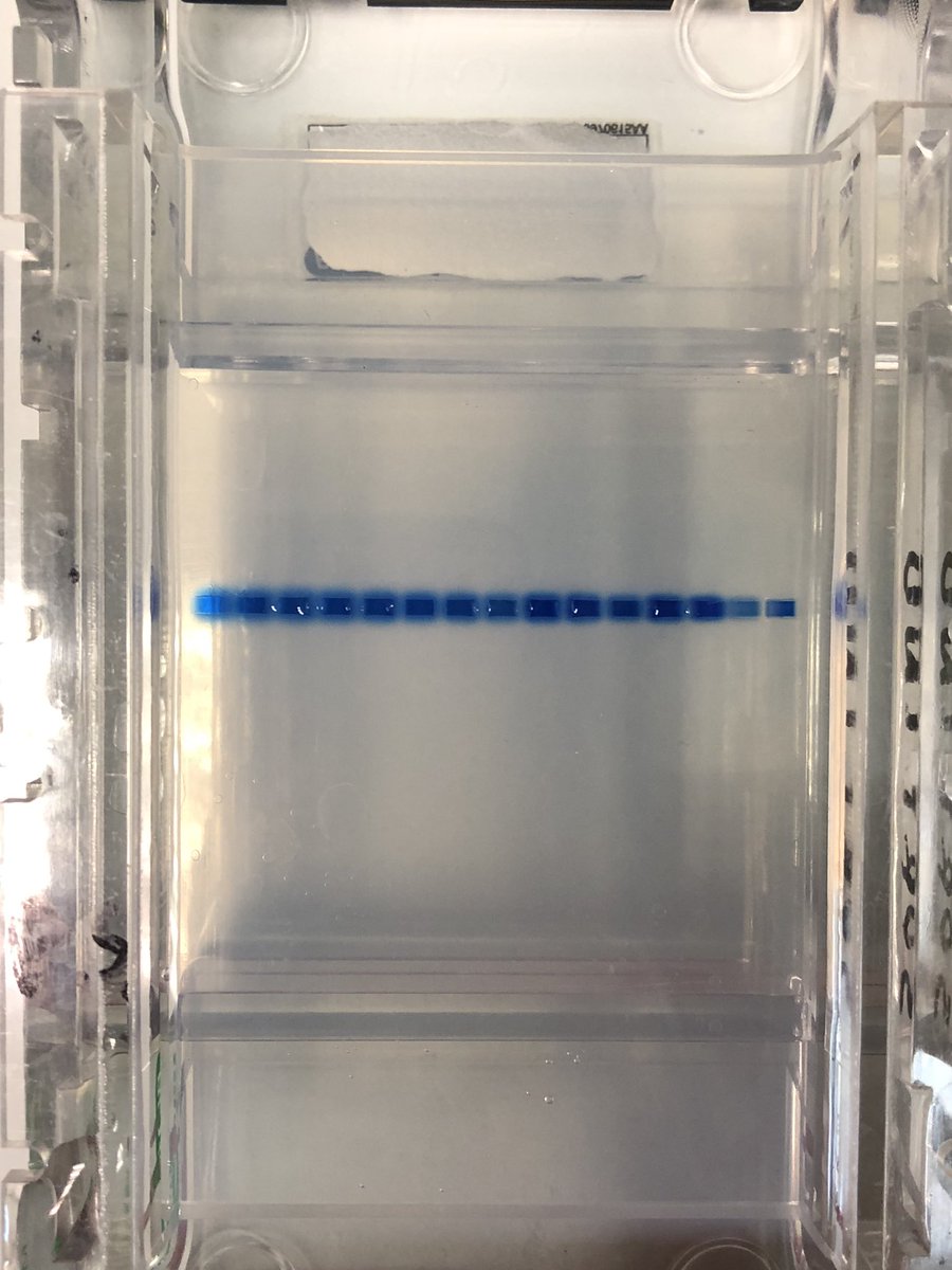 claudia_traboni's tweet photo. Gelatinous #zooplankton are going to increase with rising T - #climatechange. Trends in abundance, distribution, diversity are unknow. My postdoc activity at @SznDohrn focuses on monitoring understudied jellies of the Mediterranean @lteritaly using microscope and #DNAbarcode https://t.co/0SGumMSdz7