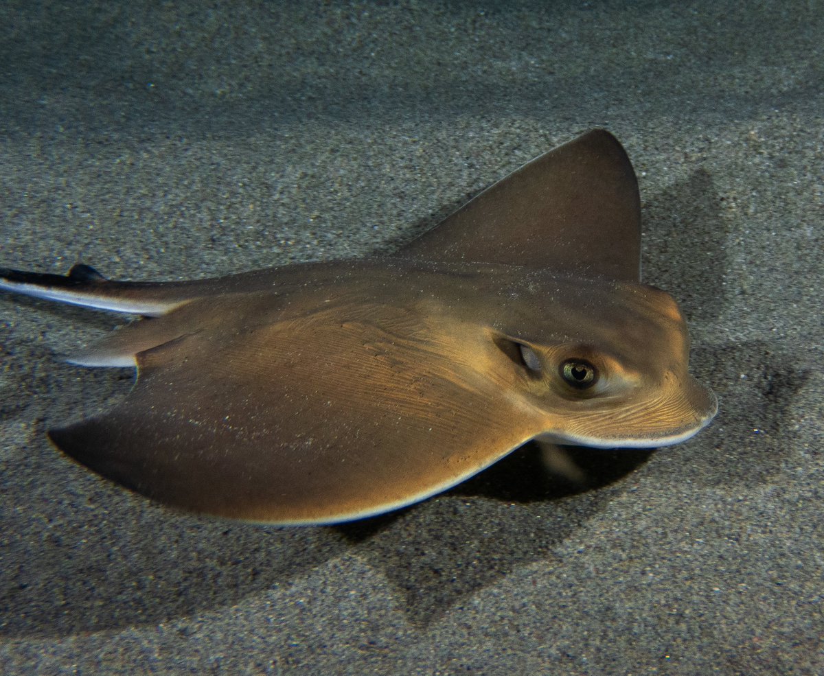 📢New story is out
🌊Towards healthy #ecosystems: the GFCM’s multifaceted approach to mitigating interactions between #fisheries and #vulnerablespecies
➡️Discover our research and projects in the #Mediterranean and #BlackSea region:
fao.org/gfcm/news/deta…