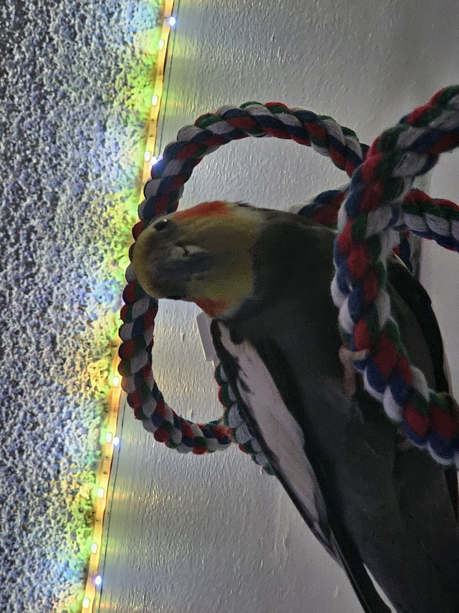 RooRootiel's tweet image. I hope all frends hav awzum week!! 💙