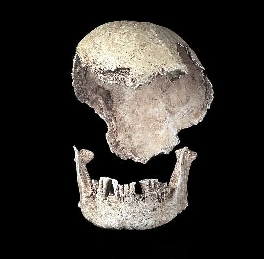 Amazing Find 3D Film Of Mungo Man Includes Part Of His Face And amazing-find-3d-film-of-mungo-man-includes-part-of-his-face-and
