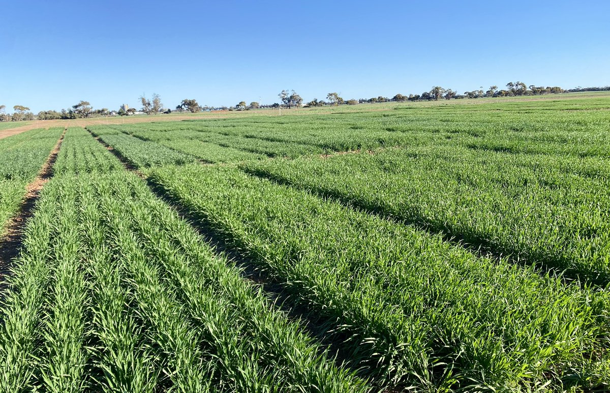 Brooke Bennett (@bennettbrooke__) on Twitter photo Birchip Early Break Wheat might have needed supplementary watering to get going in April but it’s doing just fine on it’s own now 🌱 <a href="/GRDC_NVT/">GRDC National Variety Trials (NVT)</a> <a href="/BCG_Birchip/">Birchip Cropping Group (BCG)</a> <a href="/ashtierney_/">Ashlee Tierney</a> #NVTprovider Birchip Early Break Wheat might have needed supplementary watering to get going in April but it’s doing just fine on it’s own now 🌱 <a href="/GRDC_NVT/">GRDC National Variety Trials (NVT)</a> <a href="/BCG_Birchip/">Birchip Cropping Group (BCG)</a> <a href="/ashtierney_/">Ashlee Tierney</a> #NVTprovider
