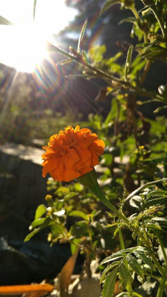 متنفس tweet media