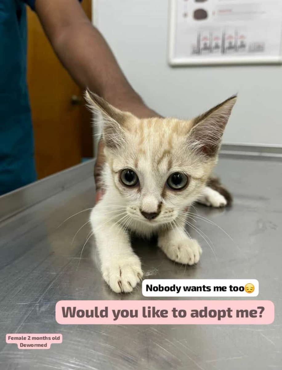 meeayusri's tweet photo. Ada ternampak whatsapp story vet yg i selalu bawak utk operation tu, Passionate Veterinary. Ada yg sudi untuk adopt kami? 2 bulan. Comel sgt. Dh dewormed. Kalau nk boleh dm i k. I try tanya lg details dkt doctor. Lama dh dia post masih belum bertuan 😢 https://t.co/gkavMnVzAu