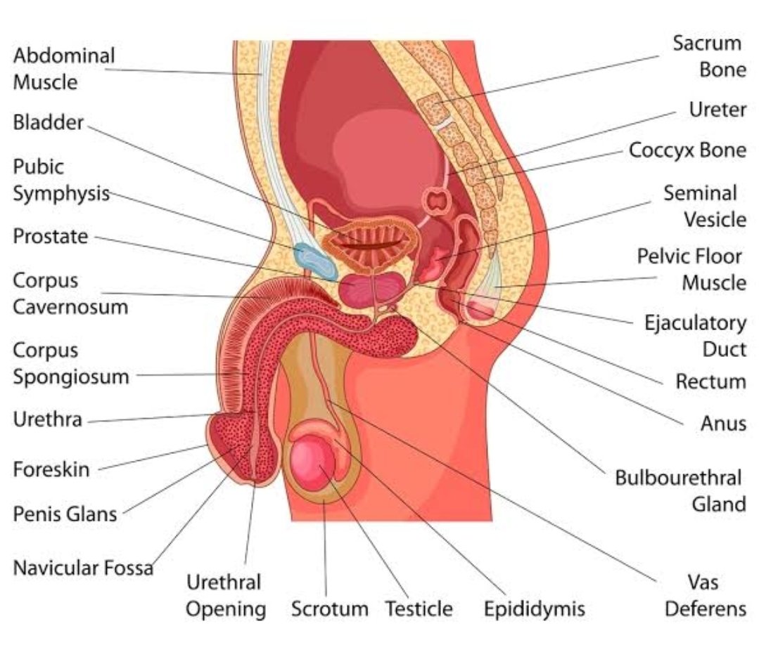 Best ingredients that eliminate quick ejaculation and simple ingredients to cure low spêrm count.

Check Thread 👇
