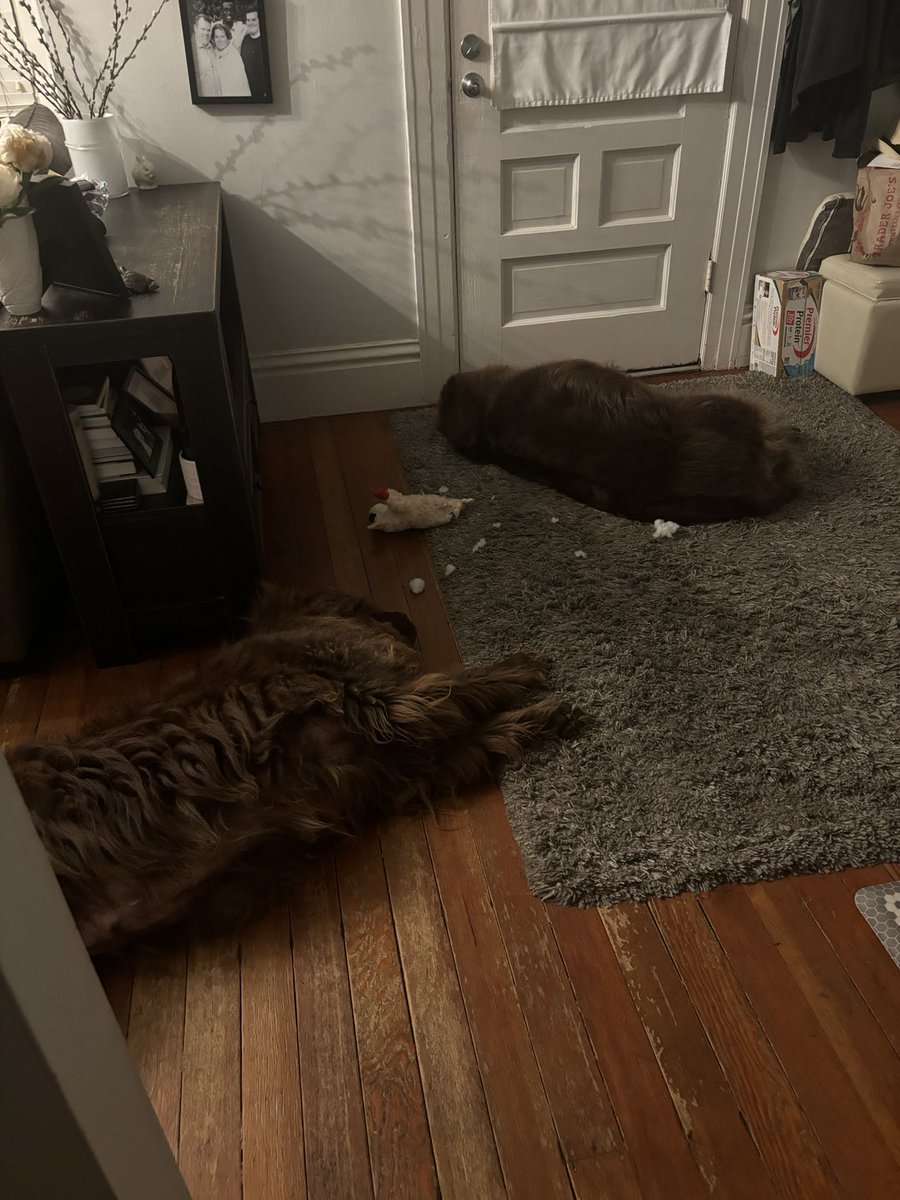cubfinley's tweet photo. Newfie brothers Hoss and Bronx wore themselves out tonight fighting over a stuffed doll who never had a chance #newfies #hossbronx https://t.co/JWJNxUddqW