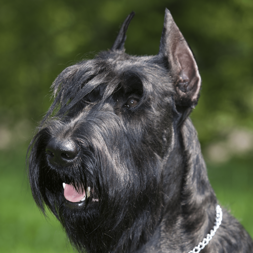 FpNonna's tweet photo. @MissUpacey Giant Schnauzer https://t.co/Hm5oeZpSjy