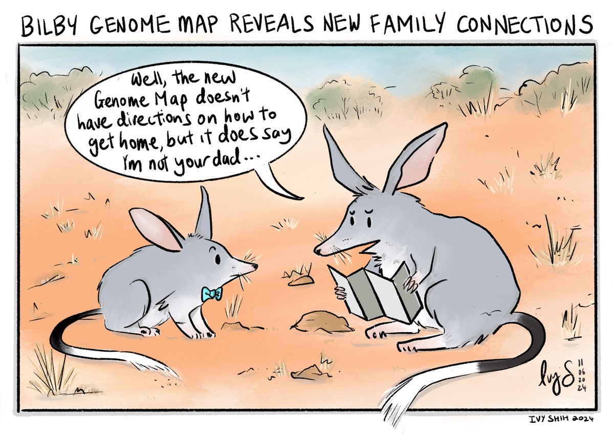 Ivy Shih (@ivyhish) on Twitter photo 🧬A new 'genetic map' of the greater Australian Bilby has been revealed for the first time! Sadly lost bilbies can't use genome maps for directions.
So happy the cartoon was used in a story! sydney.edu.au/news-opinion/n…
🎨:<a href="/ivyhish/">Ivy Shih</a>
#scicomm #AmDrawing #cartoon #bilby #conservation 🧬A new 'genetic map' of the greater Australian Bilby has been revealed for the first time! Sadly lost bilbies can't use genome maps for directions.
So happy the cartoon was used in a story! sydney.edu.au/news-opinion/n…
🎨:<a href="/ivyhish/">Ivy Shih</a>
#scicomm #AmDrawing #cartoon #bilby #conservation