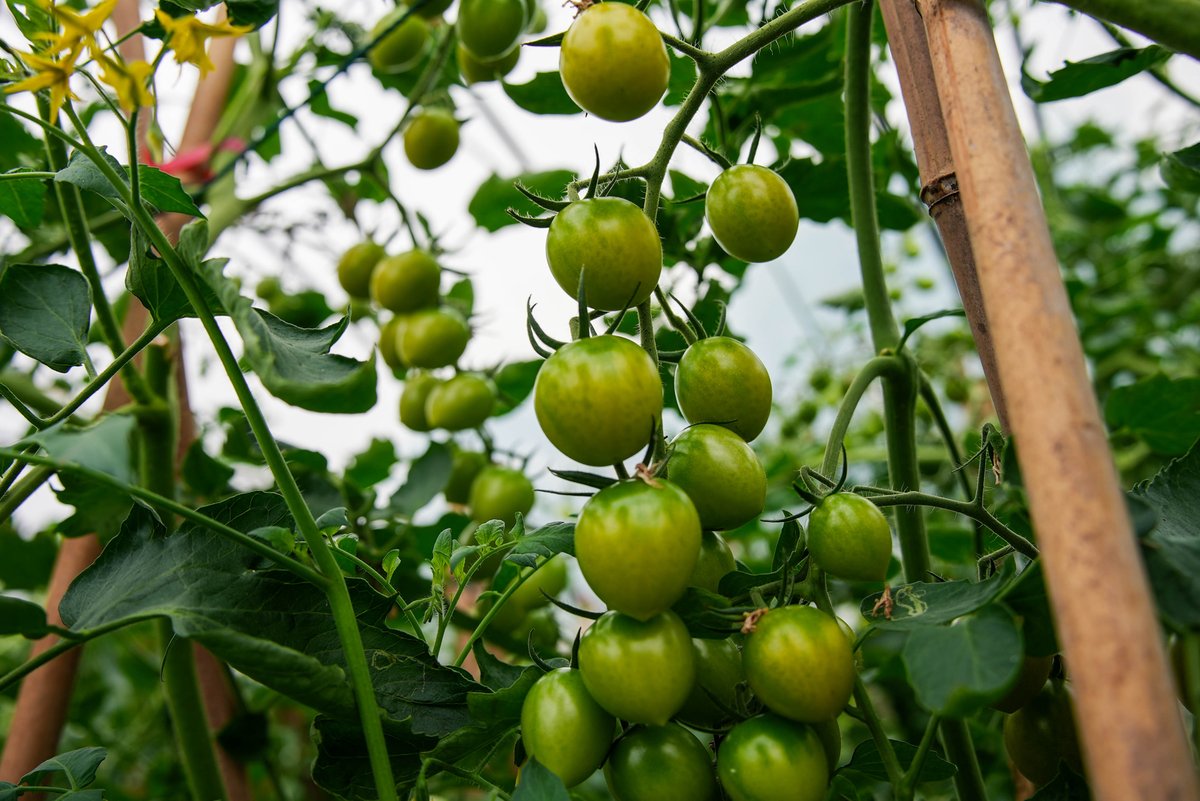 Jiascinating's tweet photo. Introducing the newest sensation in China - the “#QingXia”green cherry tomato! This cherry tomato grows at the Yang Xiao Family Farm in Xiuzhou District, #Jiaxing City, and this unique variety of cherry tomatoes is a rare find in the market.“QingXia” is known for its exceptional sweetness, it's also a vitamin C powerhouse! 🥰(Source From:Media Center of Xiuzhou District)