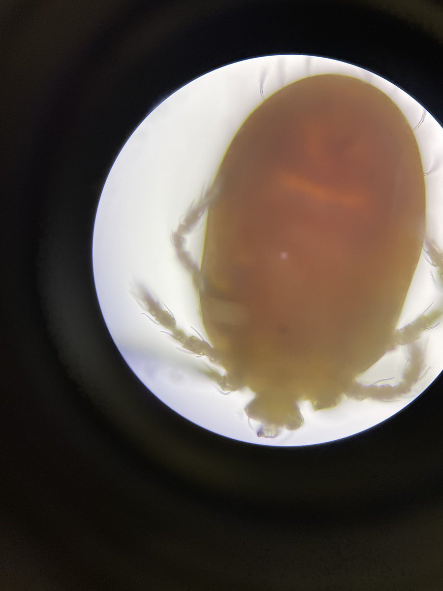#Entomologists on Twitter/X, I need your help! I'm trying to ID this insect me and my students found on a Yuma myotis #bat in Eastern Washington. It doesn't look like a tick, or a bat bug, or a mite, or a bat fly. Any ideas would be greatly appreciated!