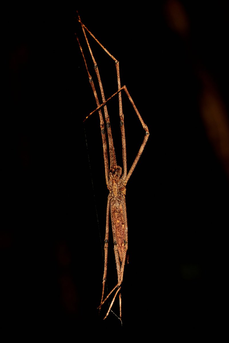 bownaankamal's tweet photo. Asianopis sp absolutely looks like a traditional dancing diva | Ankanin'ny Nofy | Madagascar
#spider #spiders #insect #insects #asianopis #entomology #bownaankamal #coloursofafrica #biodiversity #spidersofafrica #discoverafricawildlife #madagascarwildlife #jawsafrica https://t.co/FFtufsGJGW
