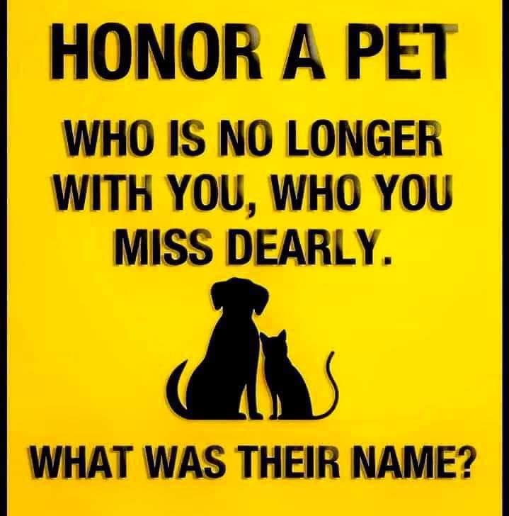 Dog Lovers (@doglovers03) on Twitter photo 