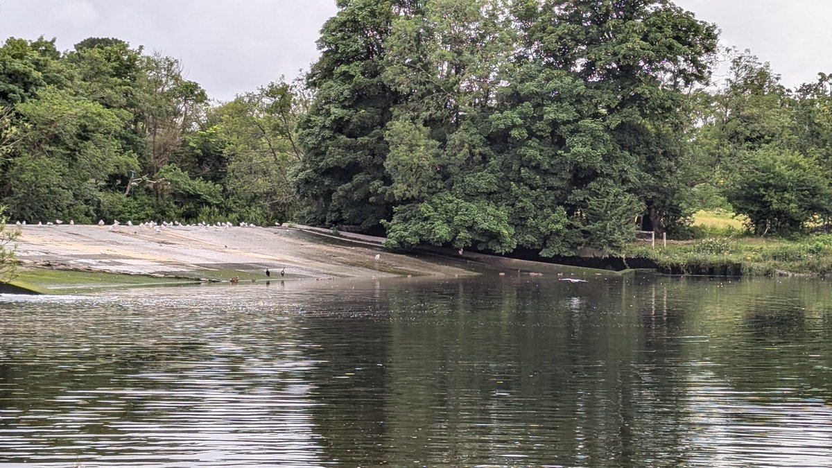 This is what all morning meetings could be like...
#BlueMind
#birdsbytheriver
🙏