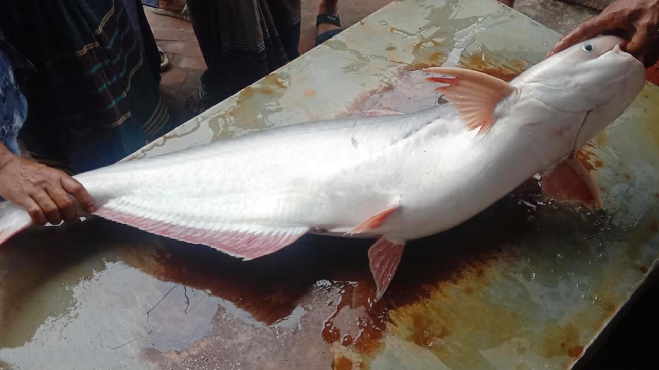 ১৩ কেজি ওজ‌নের পাঙাস ১৮ হাজার টাকায় কিনলেন পু‌লিশ কর্মকর্তা