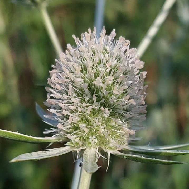 Eryngium planum 'White Glitter' is a bit different to the usual blues. Could be useful in some places - and still like by the insects. 

#eryngium #eryngiumplanum #eryngiumplanumwhiteglitter #peatfree #plantsforsale #mailorderplants