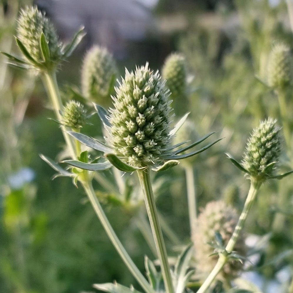 PlantPref's tweet image. Eryngium planum 'White Glitter' is a bit different to the usual blues. Could be useful in some places - and still like by the insects. 

#eryngium #eryngiumplanum #eryngiumplanumwhiteglitter #peatfree #plantsforsale #mailorderplants