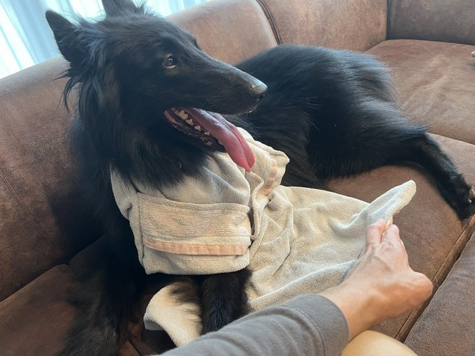 運動した犬のヨダレを受け止めるためにタオルの位置をこまめに変えるバイトに勤しんでいます。 